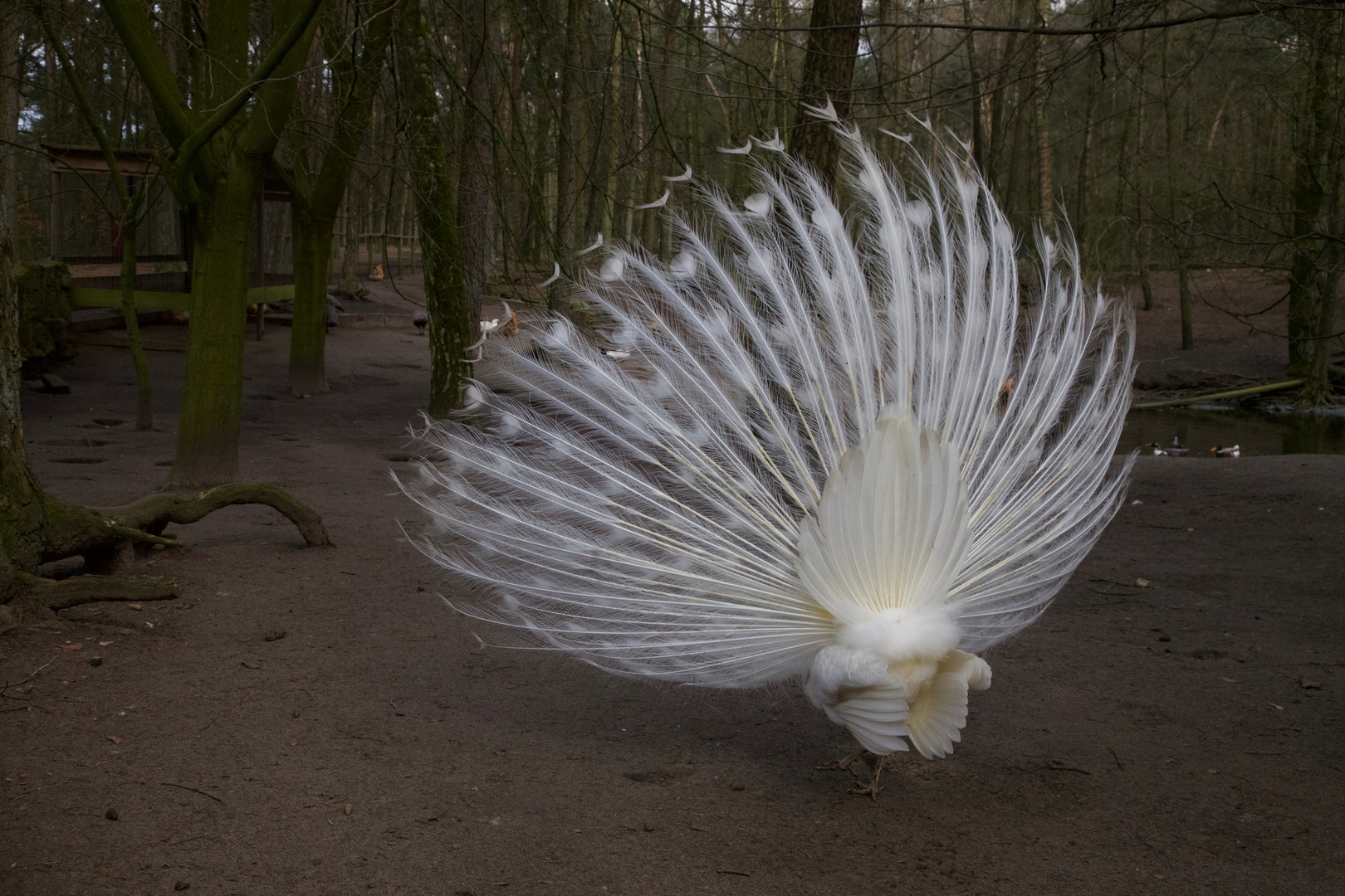 Pfau "du mich auch"