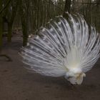 Pfau "du mich auch"