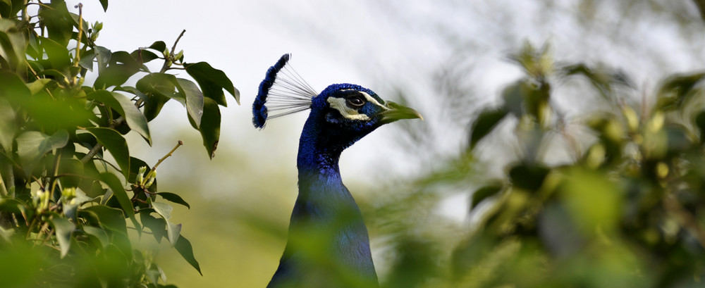 Pfau