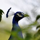 Pfau