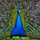 Pfau