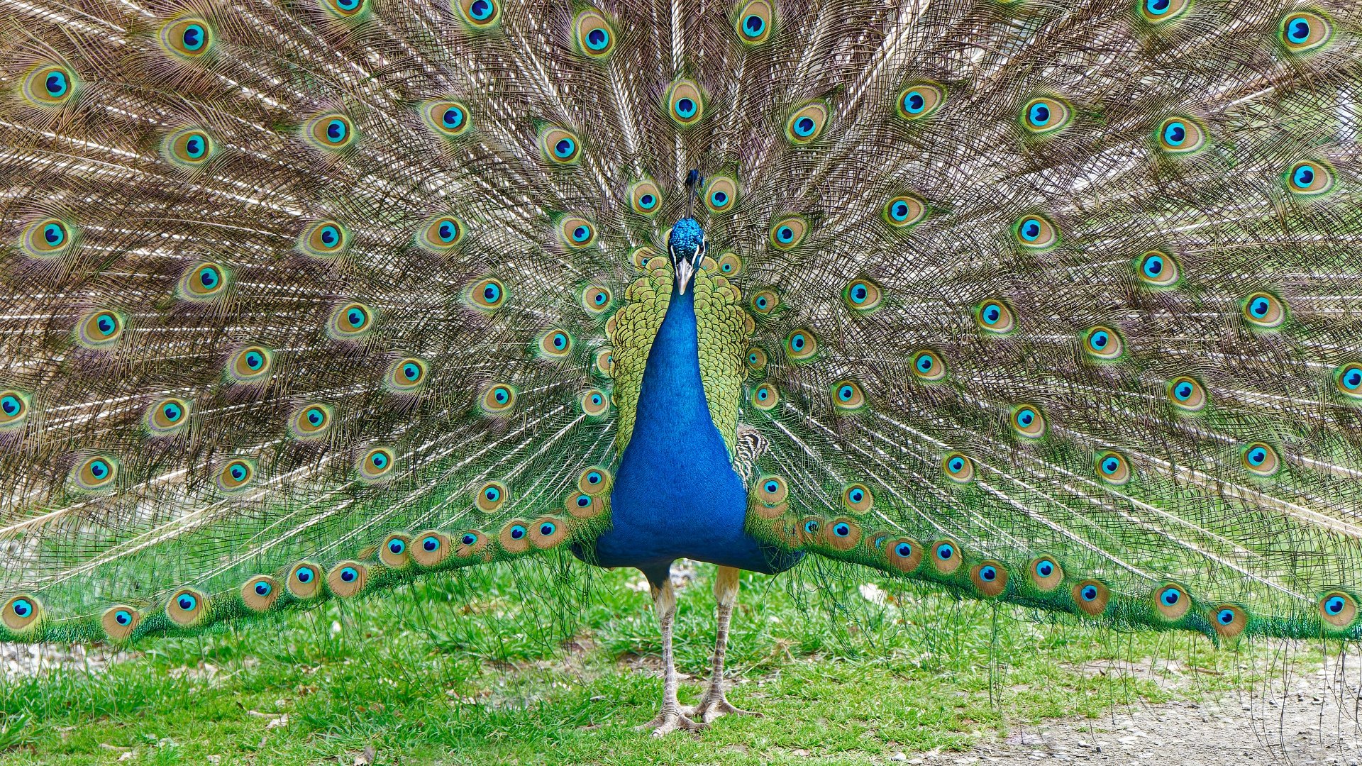 Pfau