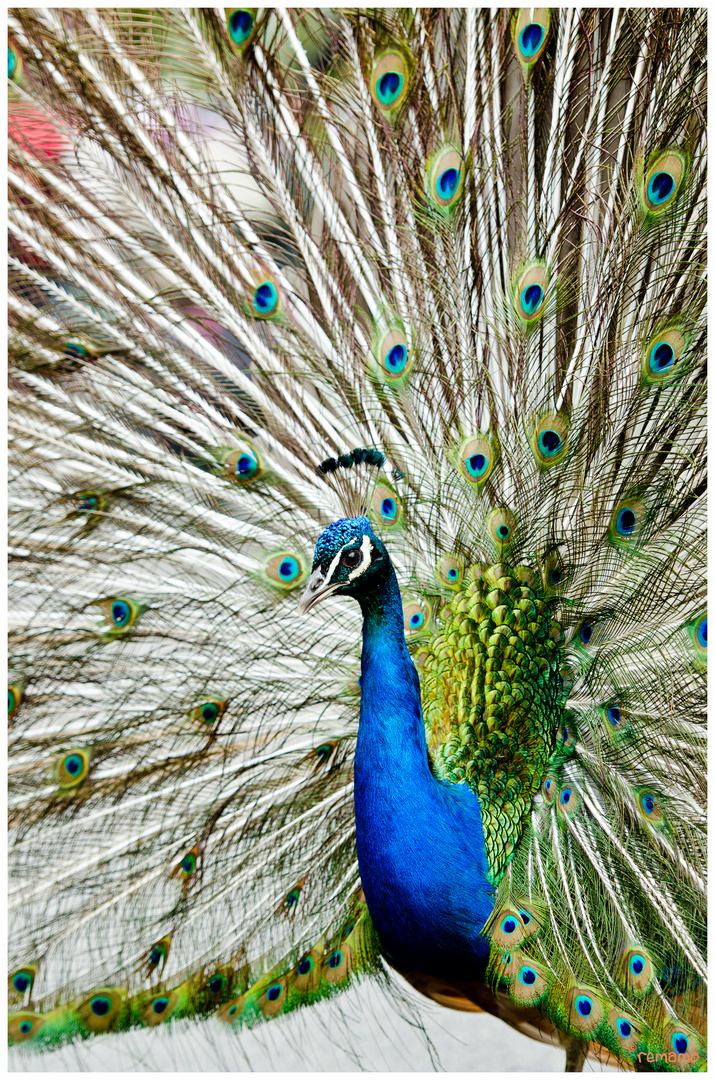 Pfau