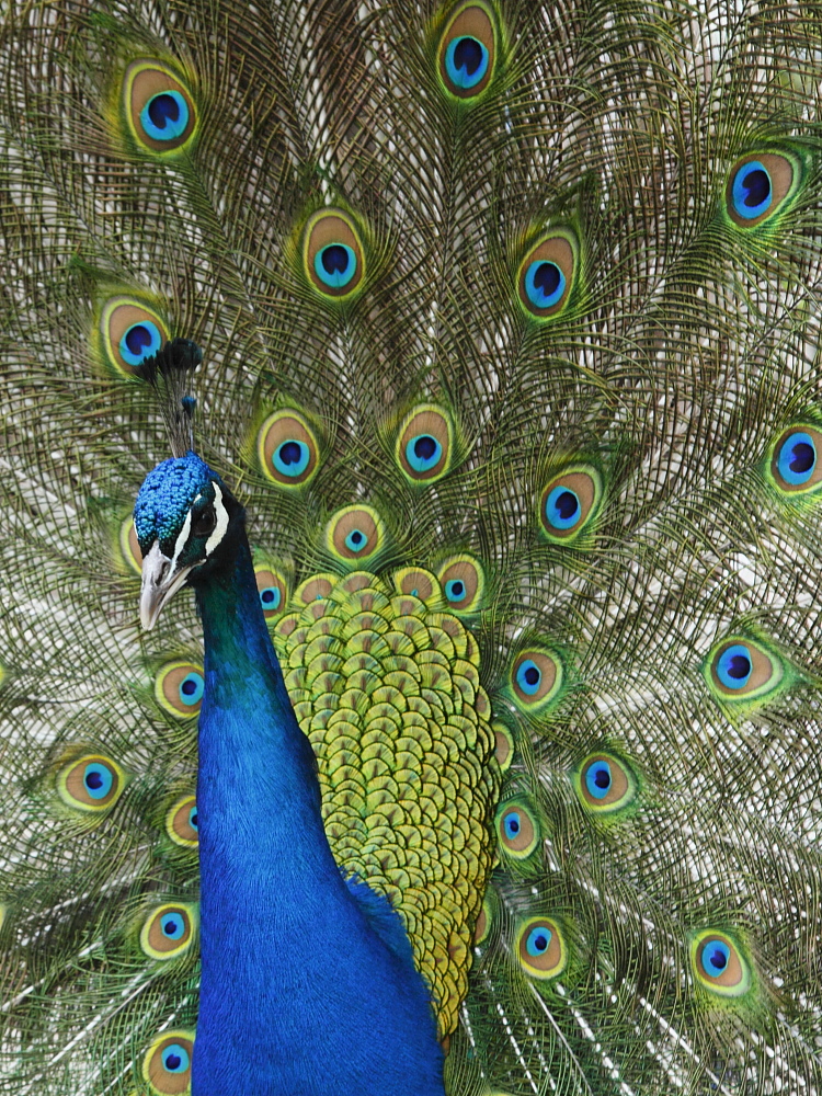 Pfau