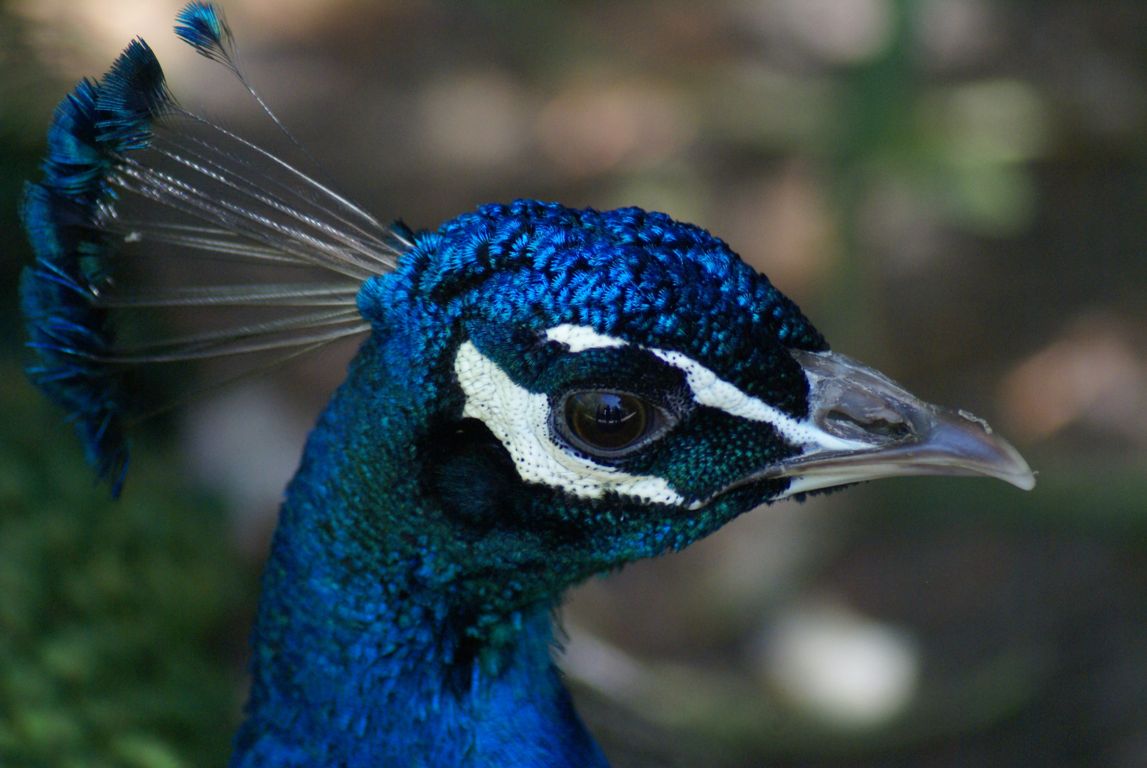 Pfau