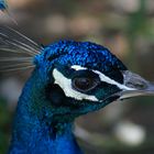 Pfau