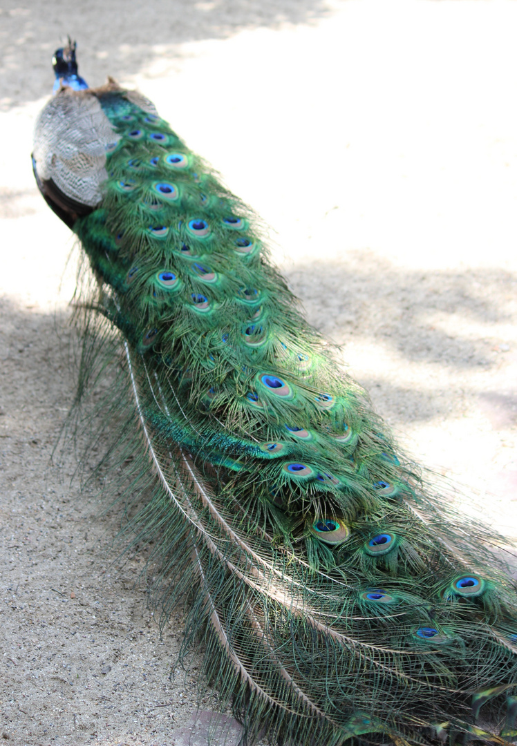 Pfau