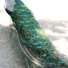 Pfau