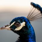 Pfau