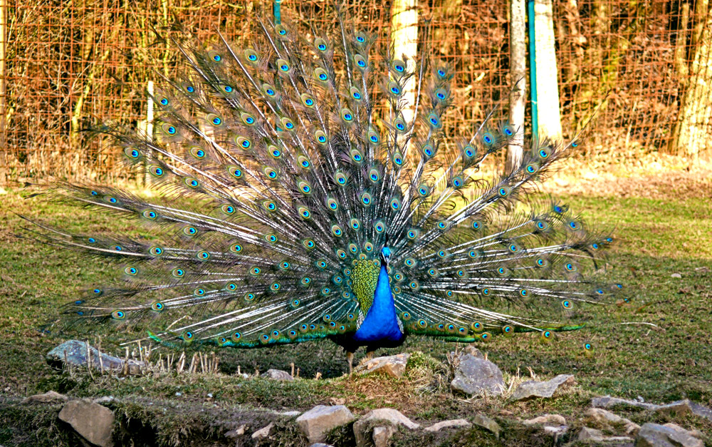 Pfau