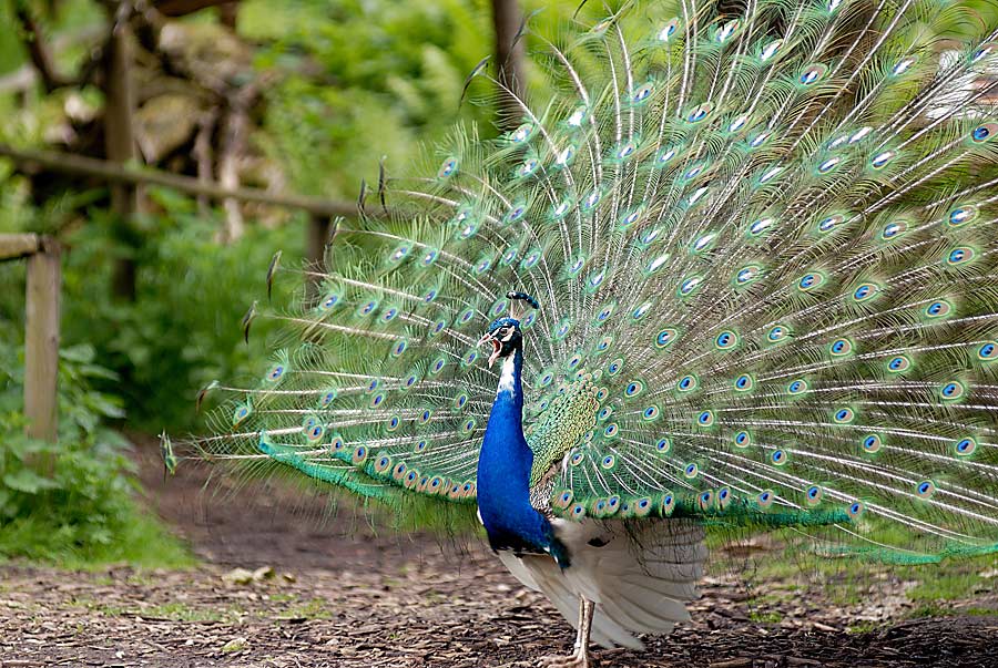 Pfau