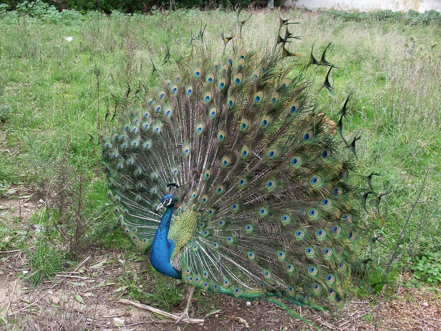 Pfau