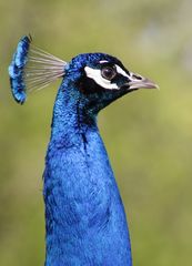 Pfau