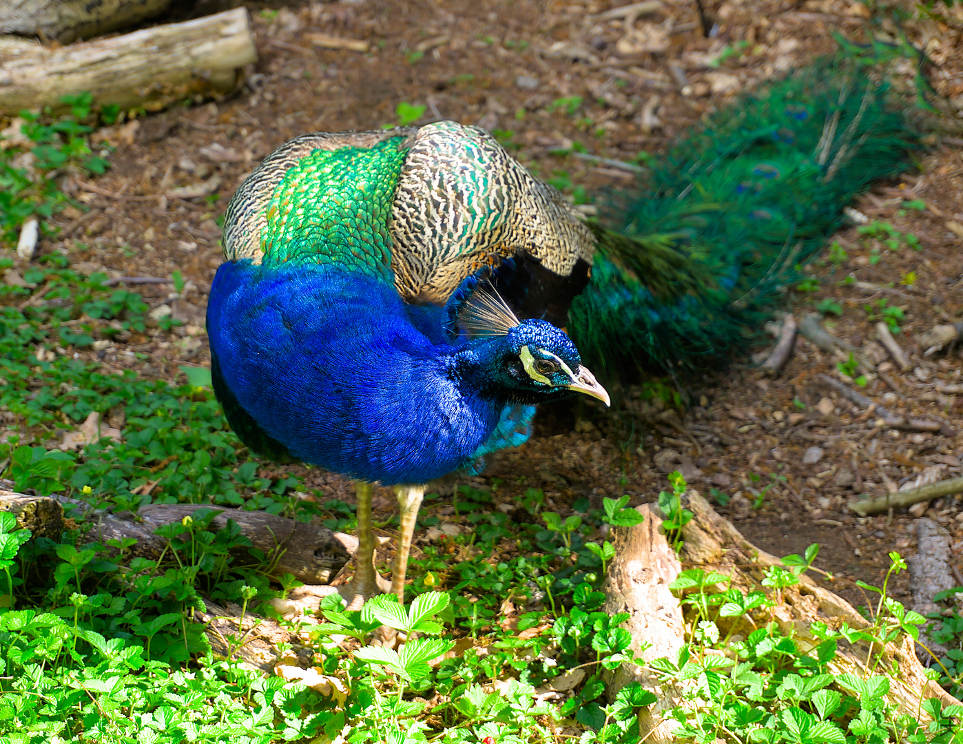 Pfau