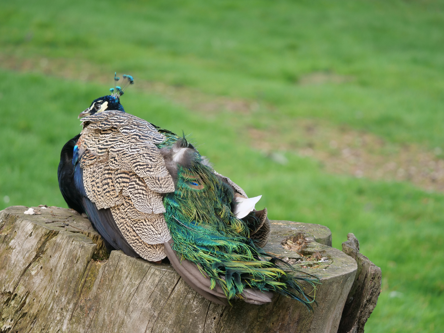 Pfau.