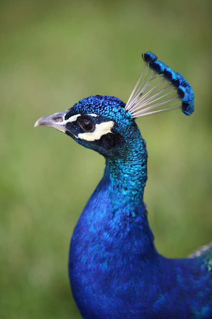 Pfau