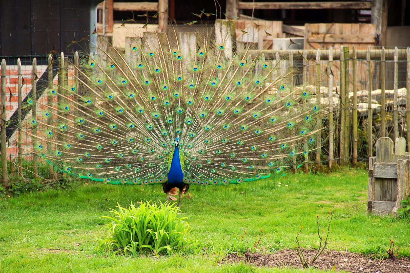 pfau