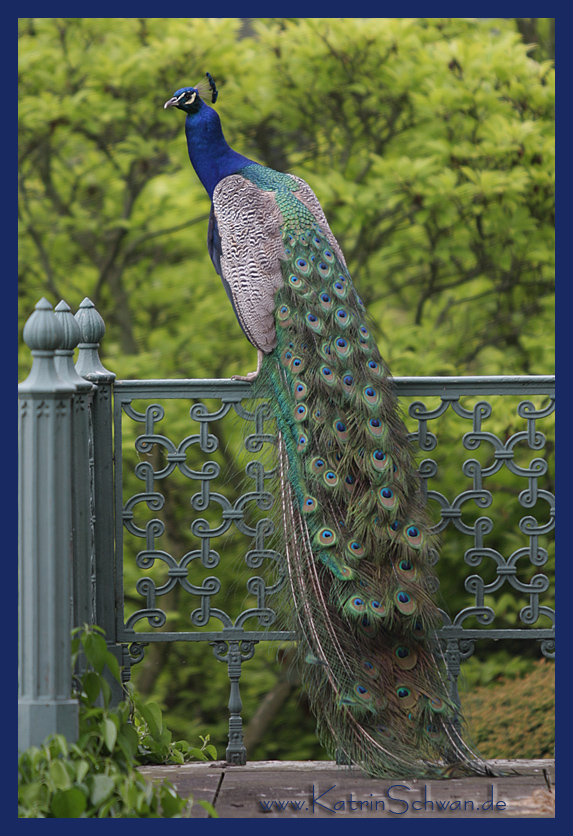 Pfau