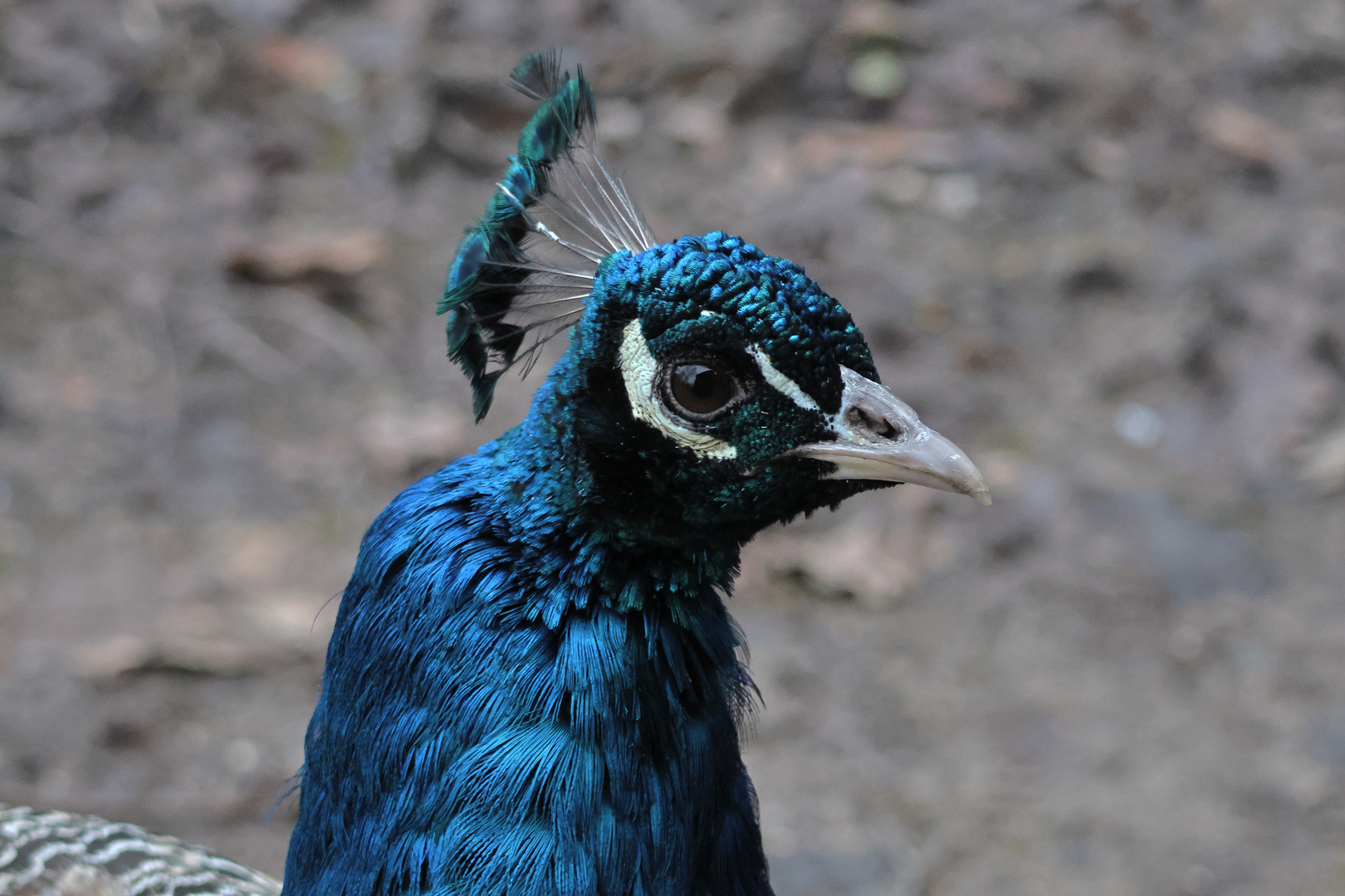 Pfau