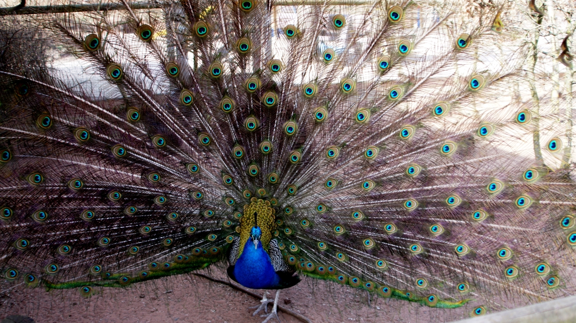 Pfau, eitel und schön