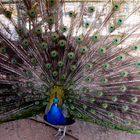 Pfau, eitel und schön