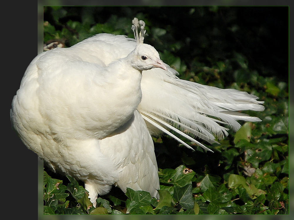 Pfau - etwas farblos ...