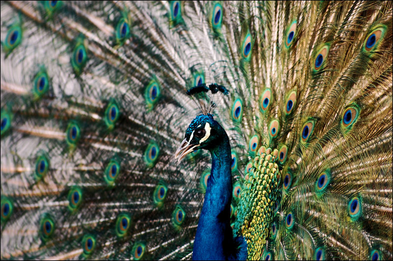 PFAU