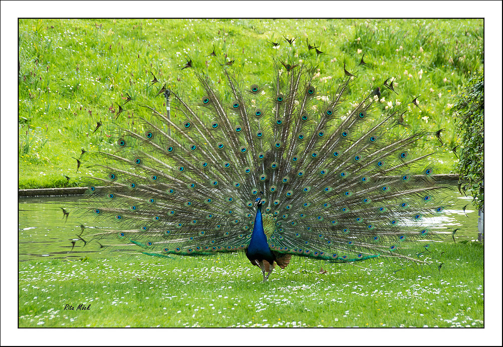 Pfau.......