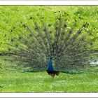 Pfau.......