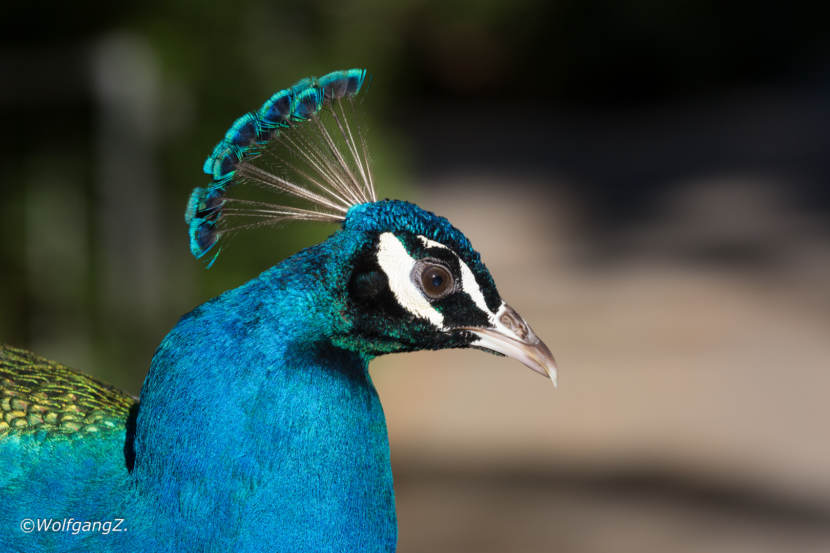 Pfau