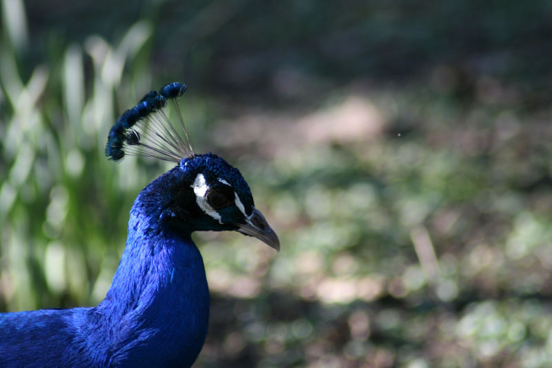 Pfau