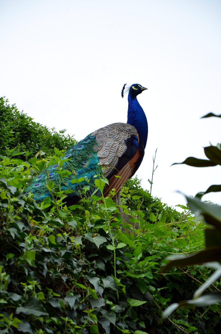 Pfau