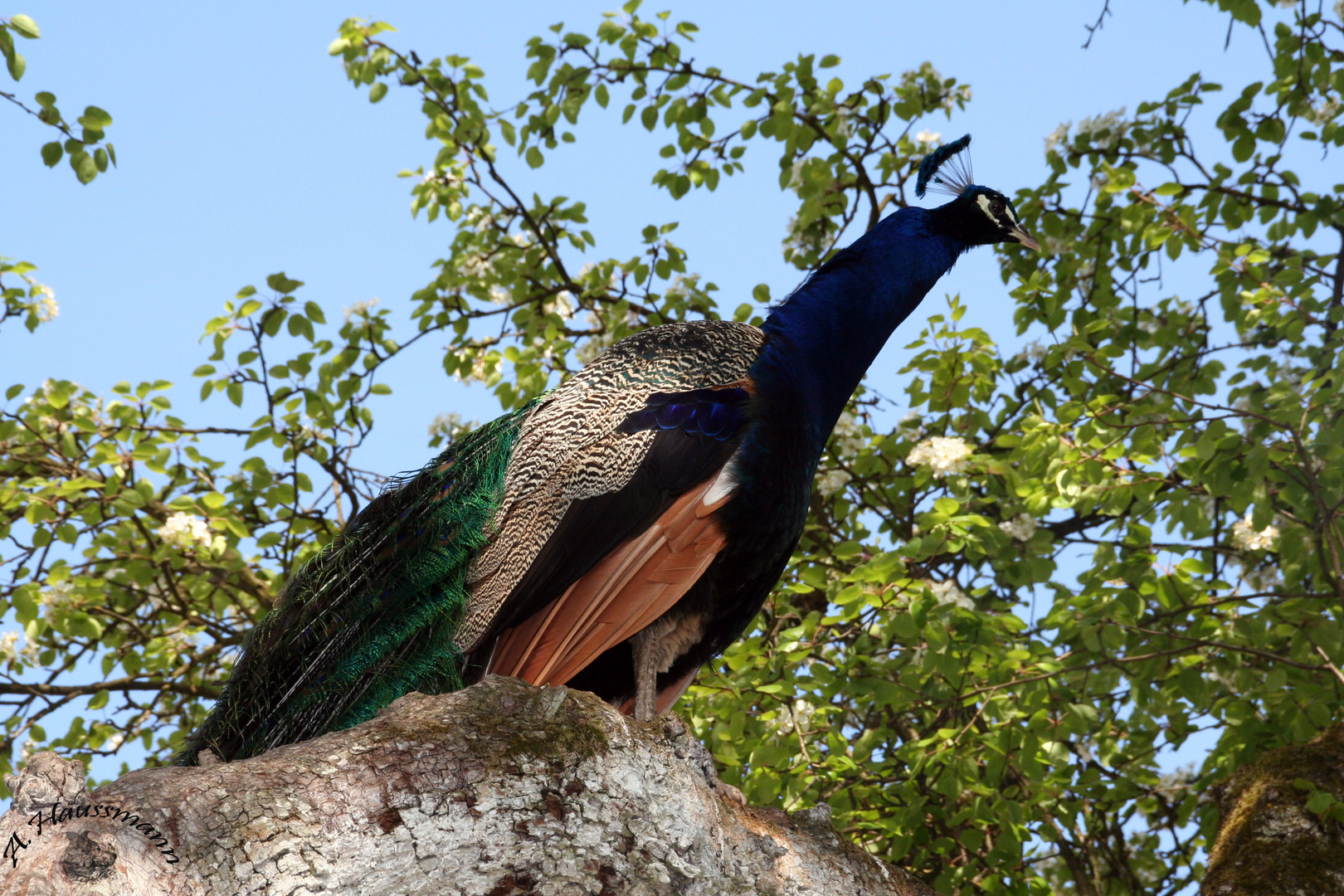 Pfau