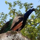 Pfau