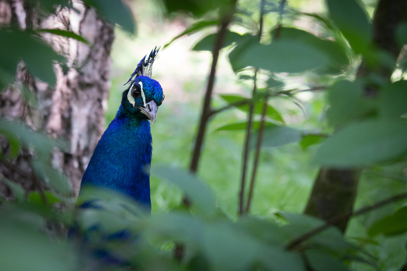 Pfau