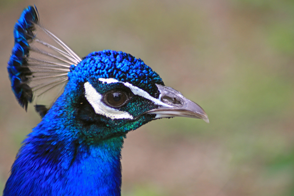 Pfau