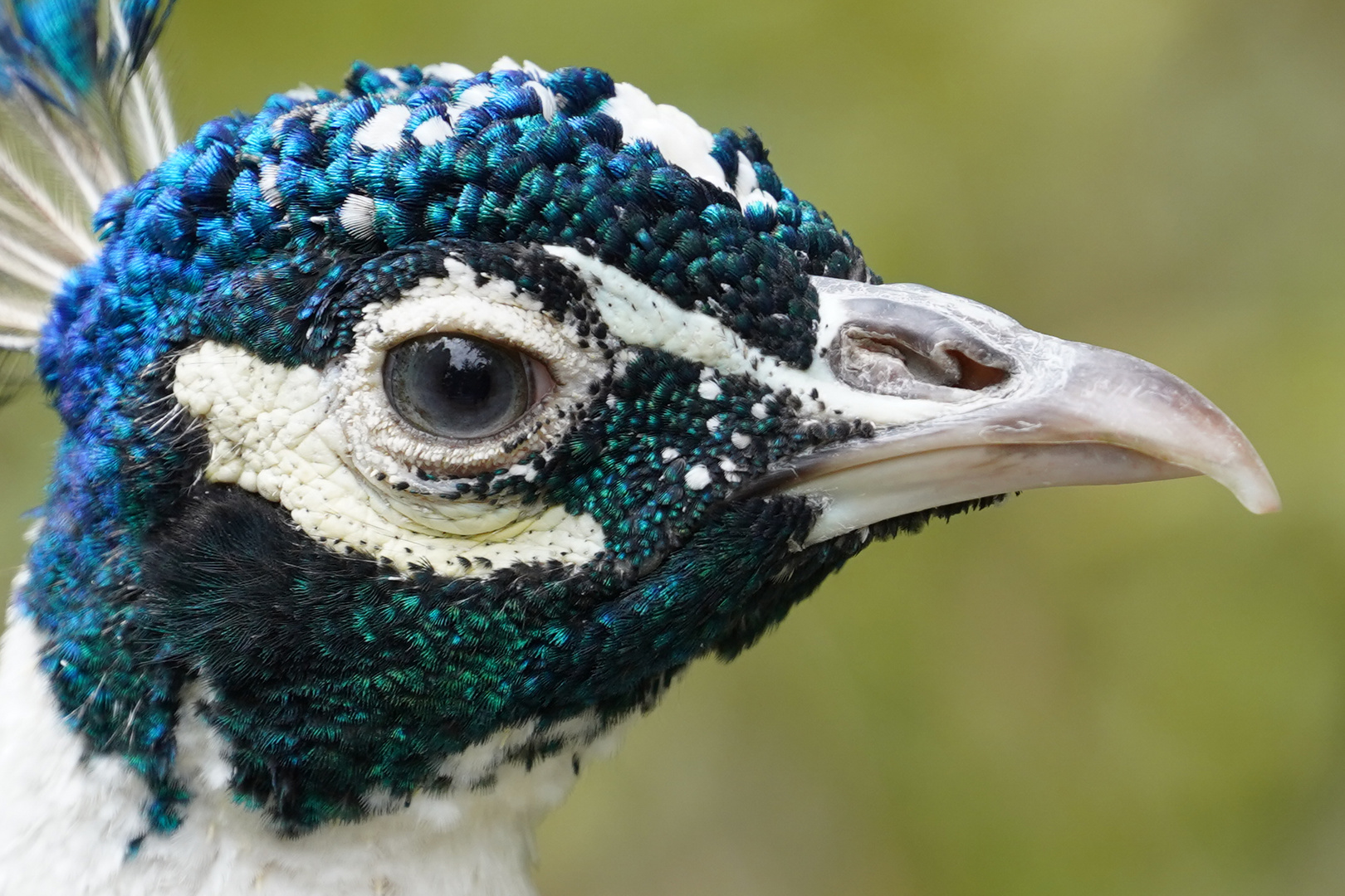 Pfau