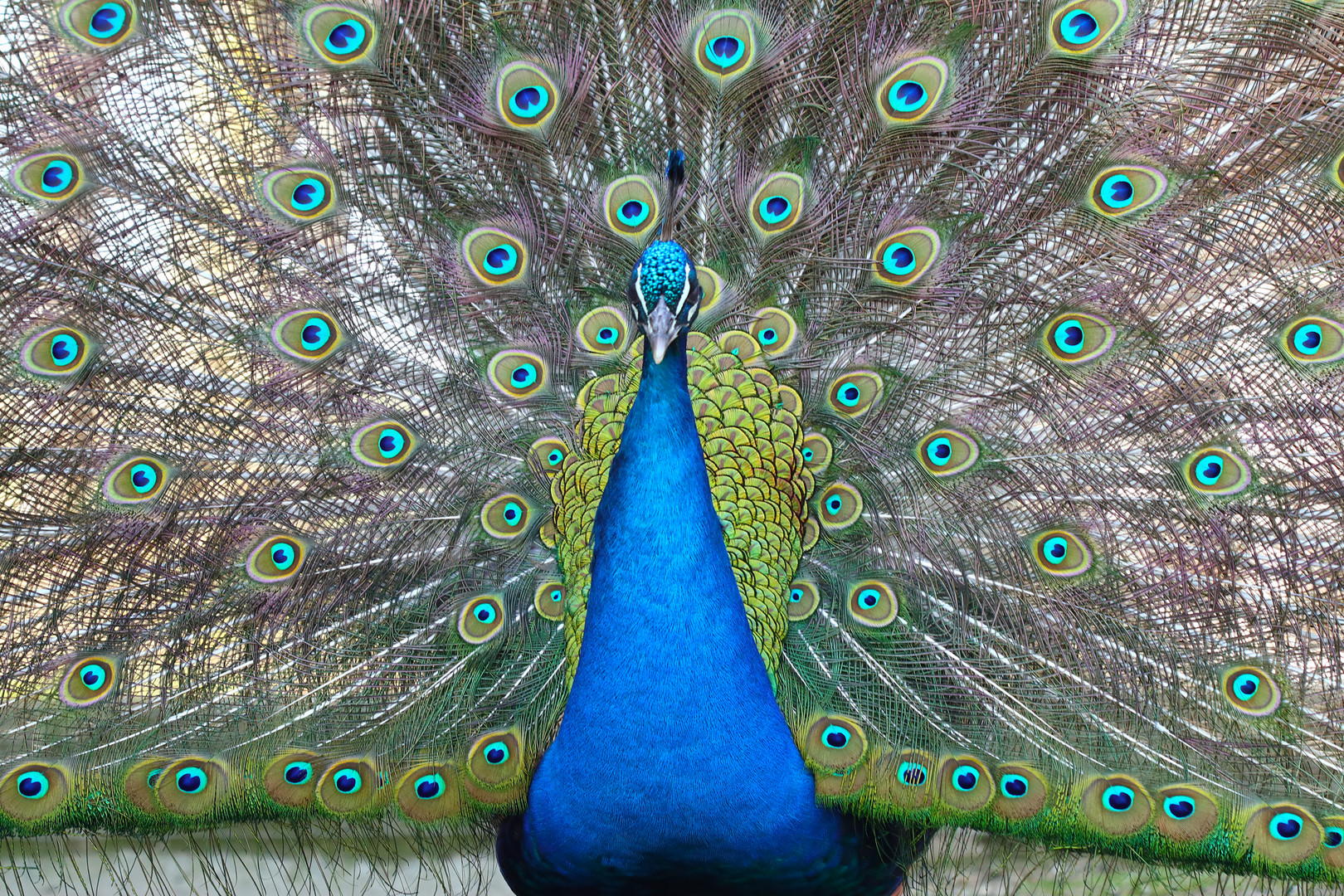 Pfau