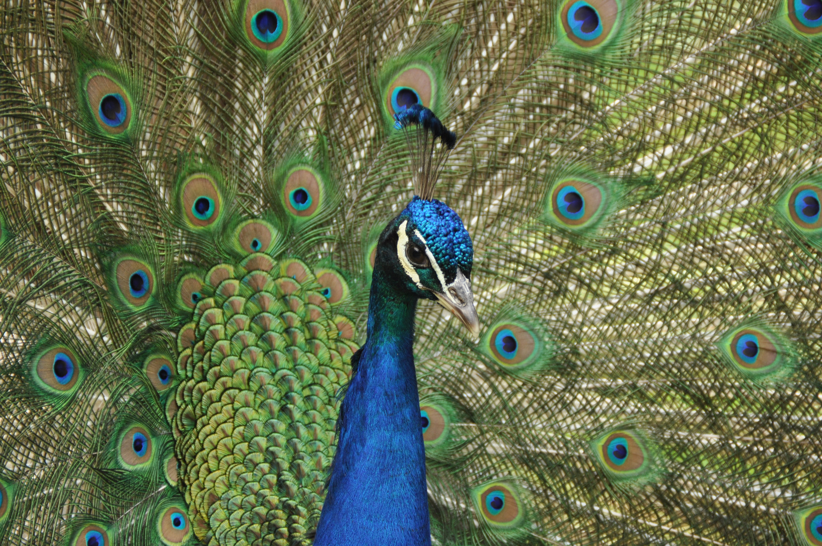 Pfau