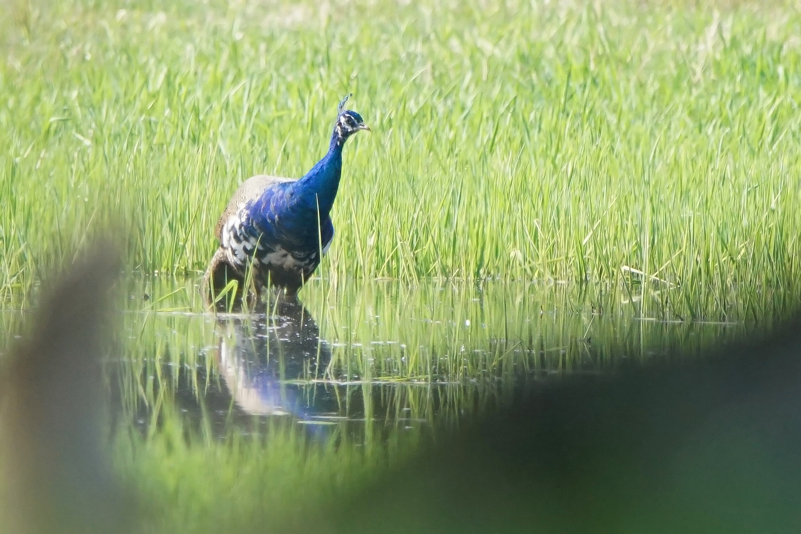 Pfau