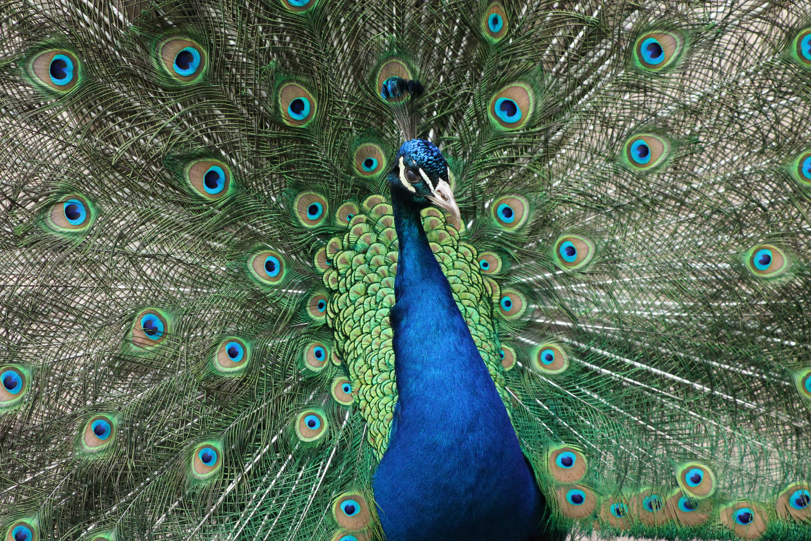 Pfau Fasanerie Wiesbaden