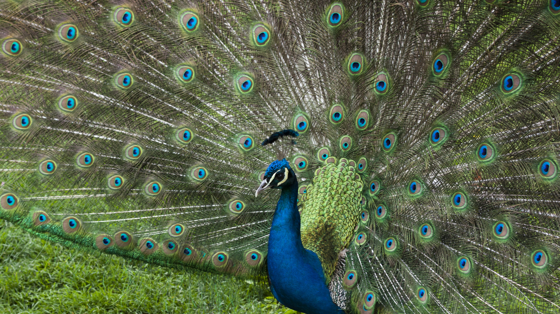 Pfau