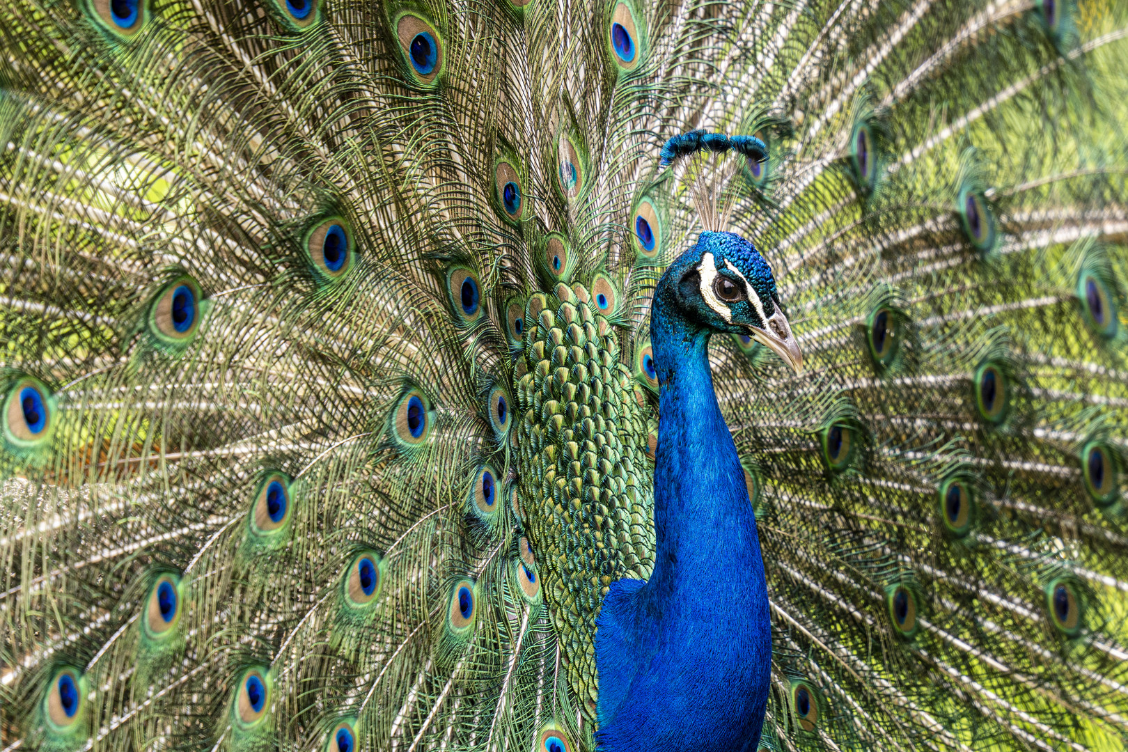 Pfau