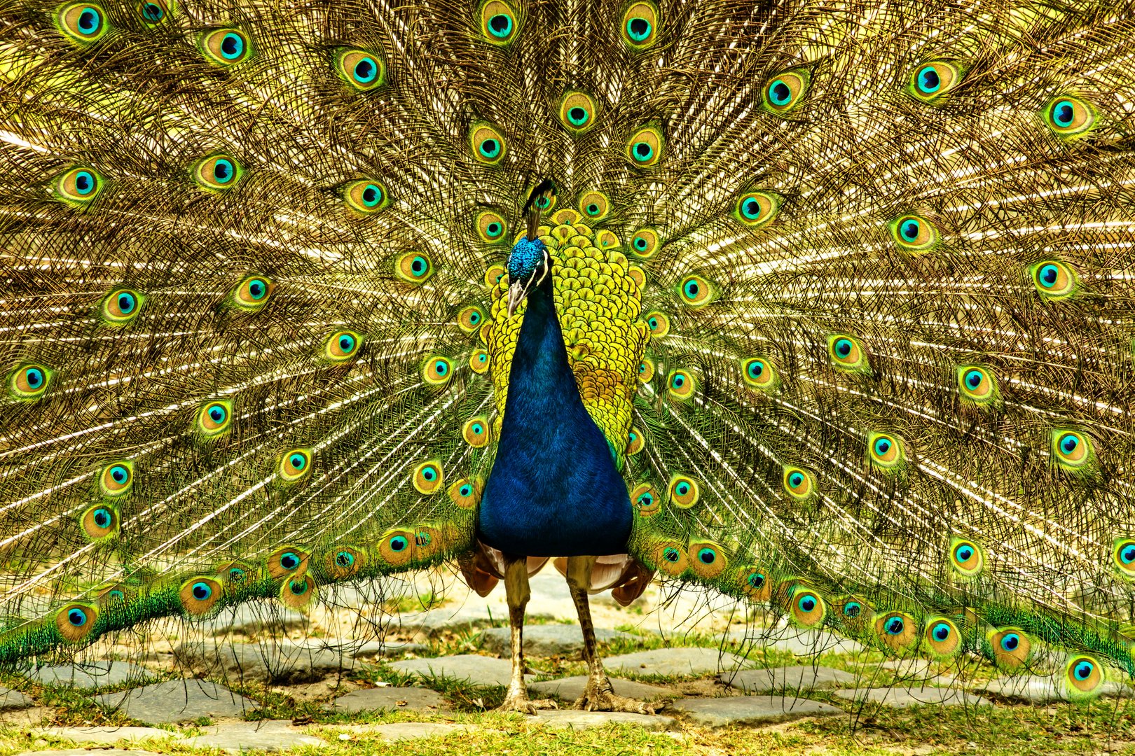 Pfau