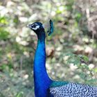 Pfau