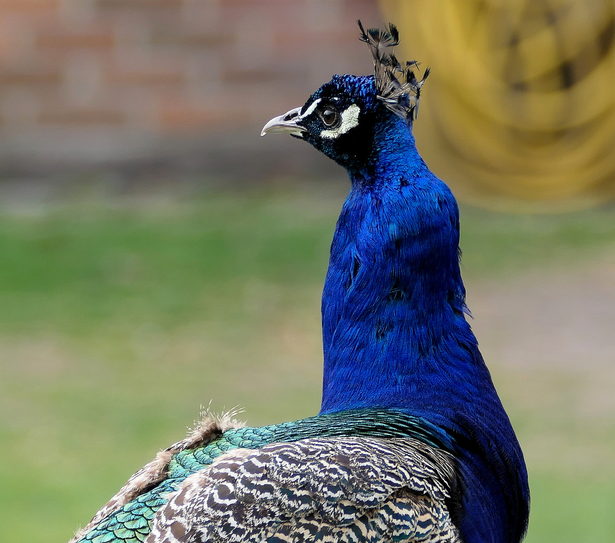 Pfau Florian