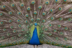 Pfau frontal