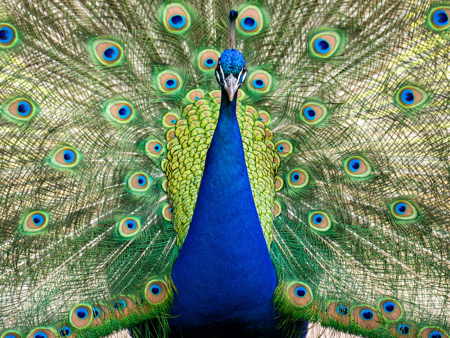 Pfau frontal