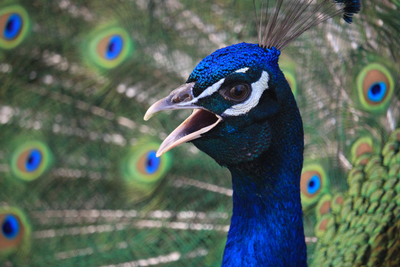 Pfau ganz laut 