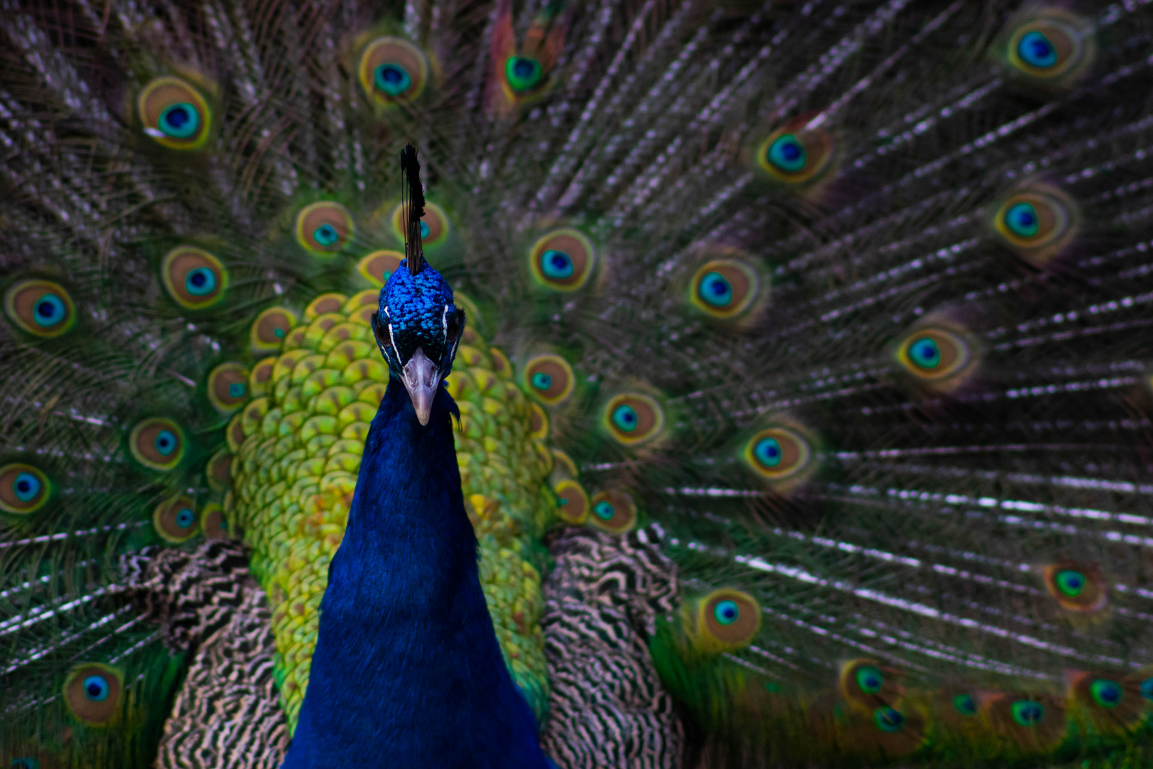 Pfau gedrittelt